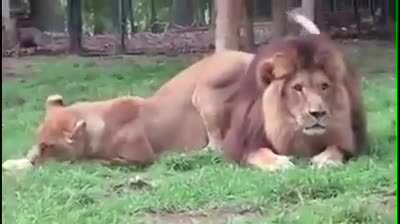 To seduce a lion