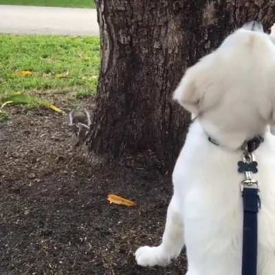 "Where's that squirrel, I know I saw him here."