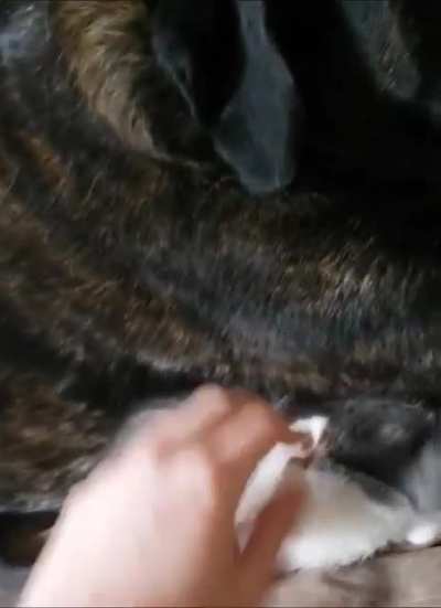 Caught the dog casually smothering our newest addition
