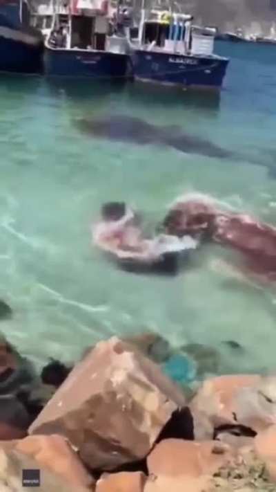 ? This is not blood. Dwarf Sperm Whales will often discharge a cloud of red-brown fluid to aid in its escape, in this case, from an attacking seal. Filmed in South Africa.