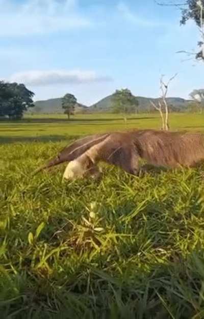 ?The Anteater (Pilosa). ?
