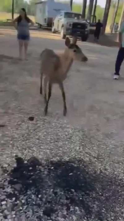 BRO ?