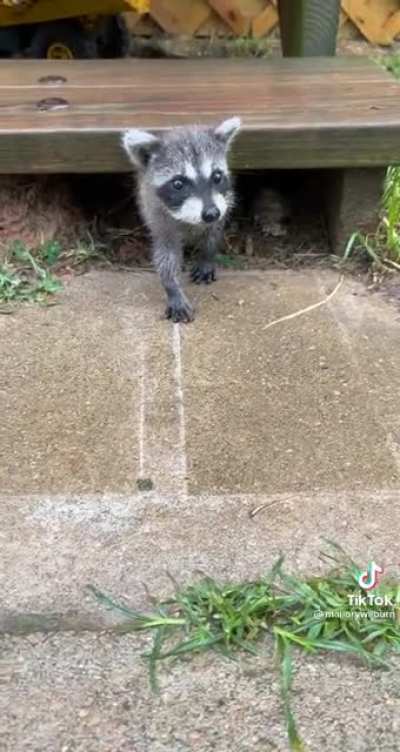 Smol trash panda