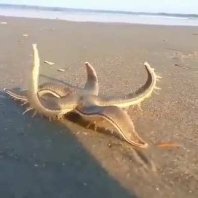 ? Starfish walking on the beach