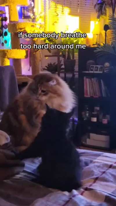 y'all the real hosuecats of drama purriodt ?? ?