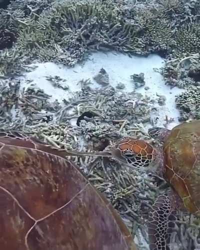? Sea turtle munches another turtle’s flipper and gets a slap ?