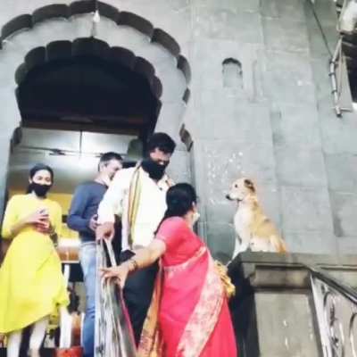Stray dog greeting devotees outside the temple