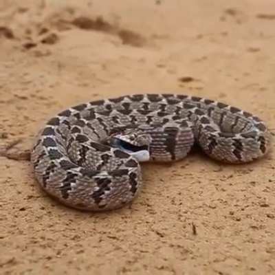 The way that this snake moves