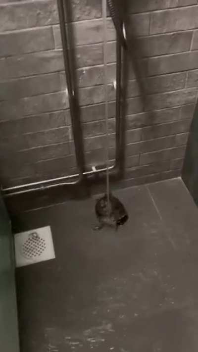 Time for a refreshing shower..