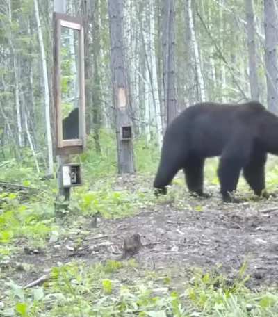 ? Bear startled by mirror reflection