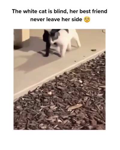Best Friends