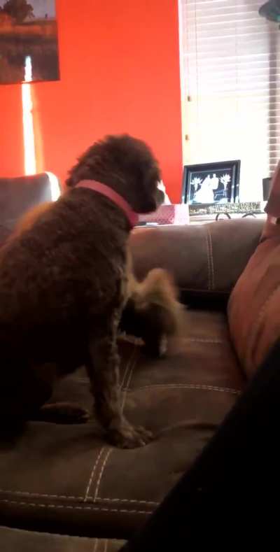 She asked, "Did my dog just pet my cat??? And did my cat just hug my dog???" Yes.