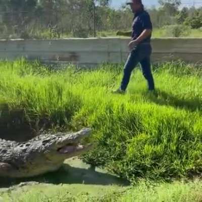 ? Man feeds a HUGE crocodile (He does have experience)