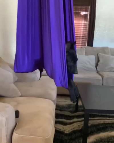 So my puppy is a fan of the hammock ?