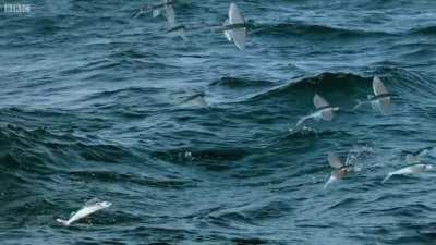 ? flying fish, they are able to glide for up to 650 feet ?