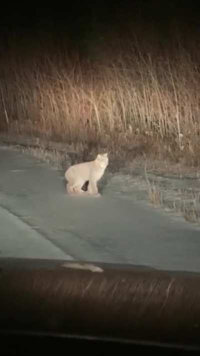? Caught a Lynx in the Headlights
