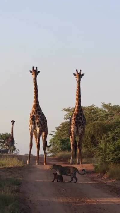 ? Mother Leopard grooming her cub while two towering Giraffes loom in the background