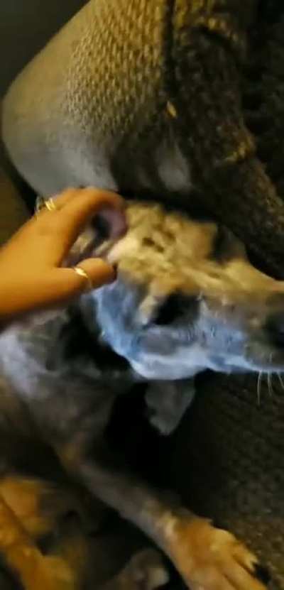 Waking up a deaf dog