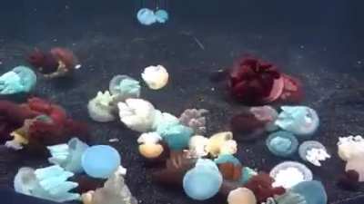 ? Blue blubber jellyfish comes in different colors ?