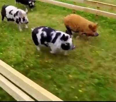 Ginger pig cool