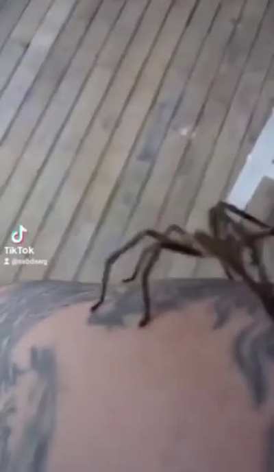Trying to help a Spider