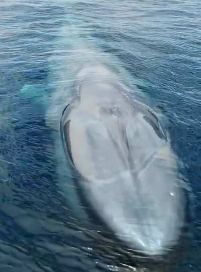 ? Blue Whale ?