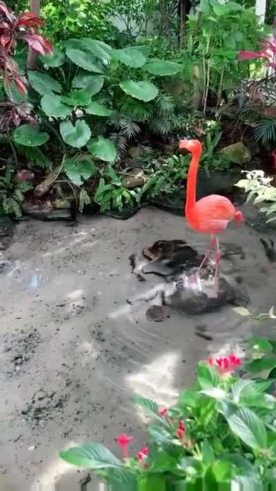 ? Flamenco flamingo