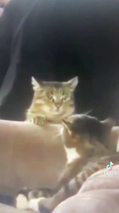 If cats could talk