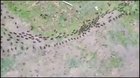 ? wall of big ants protect worker ants from enemy colony