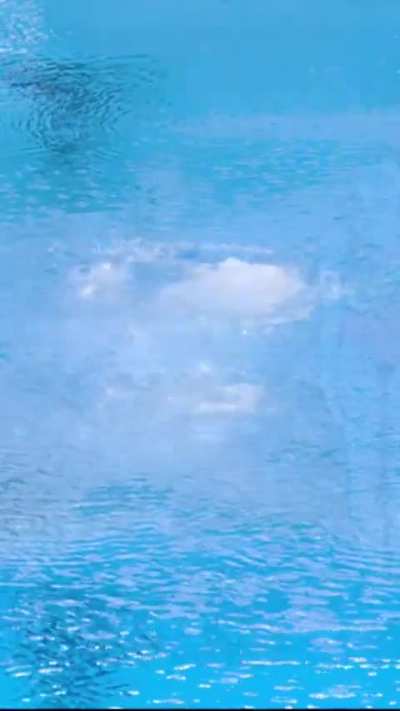 Could the Chinese diving duo be anymore synchronised