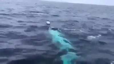 Playing rugby near north pole..???