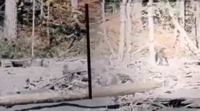 This is the stabilized version of the Patterson-Gimlin Bigfoot footage