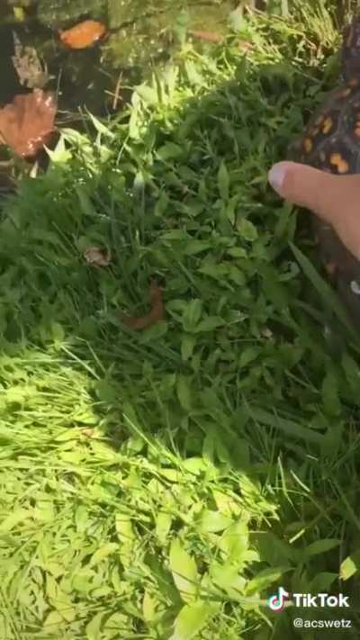 5 year old saves box turtle ?