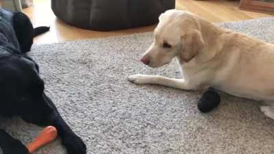 Sportscaster Andrew Cotter calling the match between his dogs.