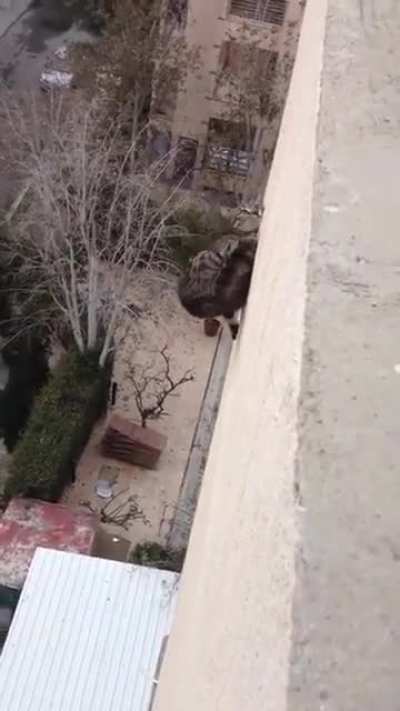 This is proof cats have non-lethal terminal velocity