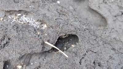 Ant Colony that built their home underneath Concrete Slabs in my garden