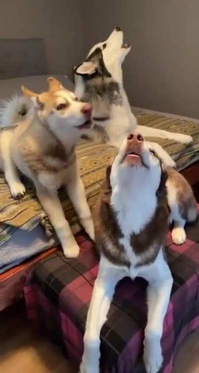 "Do you want to go to the park?" sparks a choir of awoooos