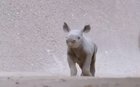 Cute little tank puppy