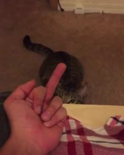 Cat.