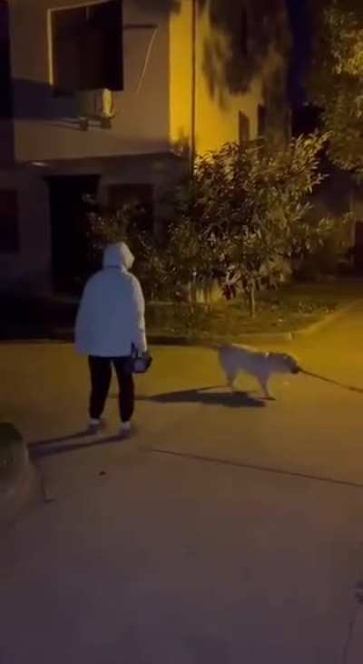 Dog and human play with a stick