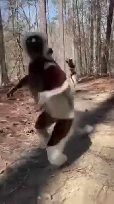 ?The Leaping Lemurs Of Madagascar