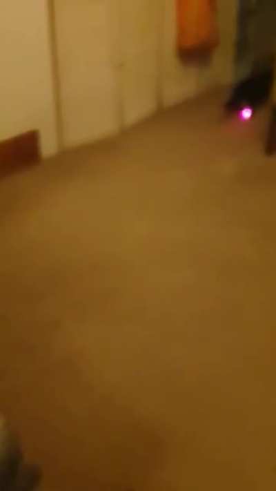 My cat is the only one in the world affraid of laser pointer.