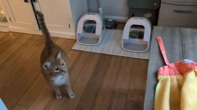 Sam the scaredy cat ?
