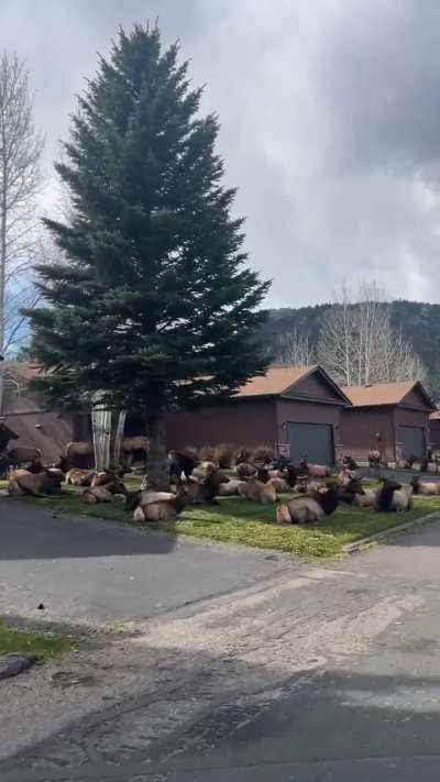 ? Big herd of elk chillin in Colorado. ?