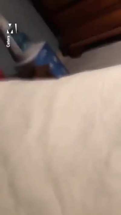 Angry kitty defends house from realtor