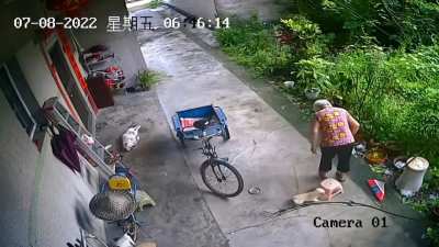 Puppy helped the elderly lady sit down