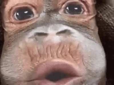 Monke??? No...