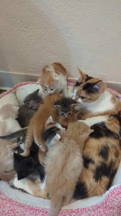 Asking Ellie, mom of 7 small kittens, to adopt 3 abandoned foster kittens into to her family