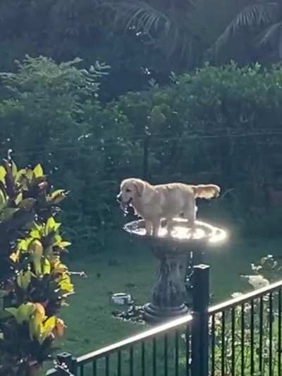 Moose is at it again