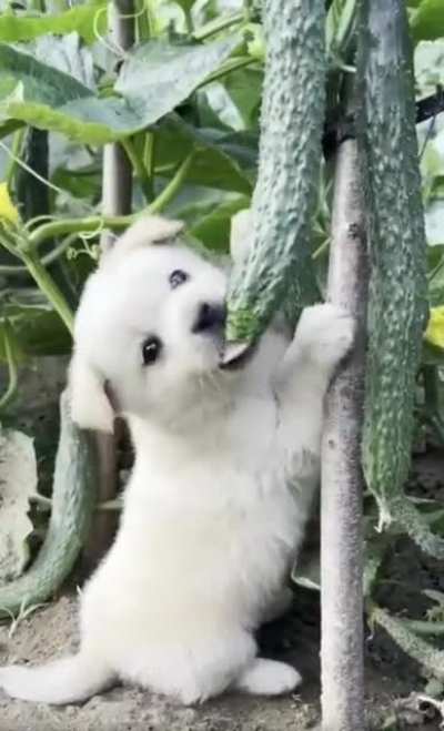 Vegetarian Pup?